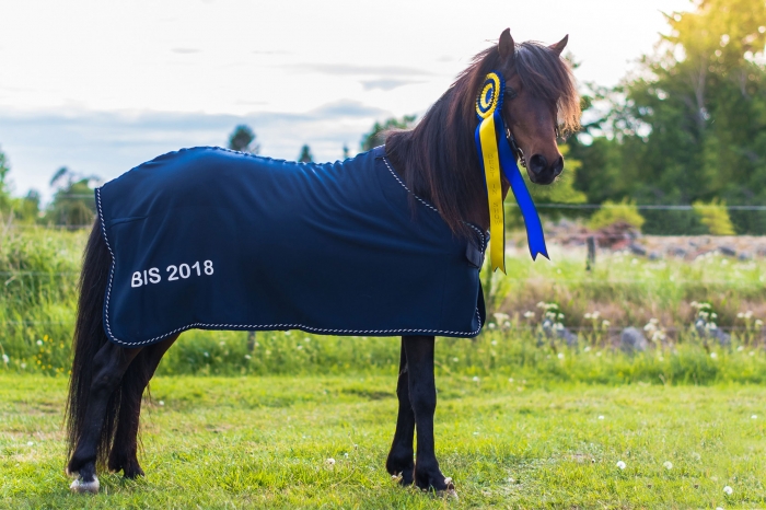 Riksutställning för kaspisk häst: Mohtat blev Best in Show