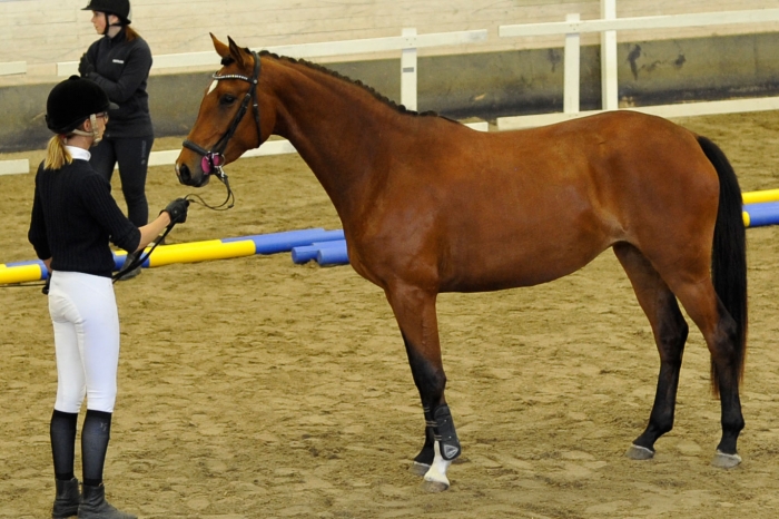 Dubbeldiplom till Florette HL i Boden