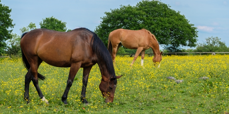 Föreningar kan få bidrag för miljöinsatser