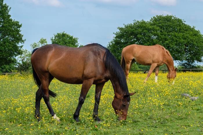 Hot mot hästar i hage polisanmält
