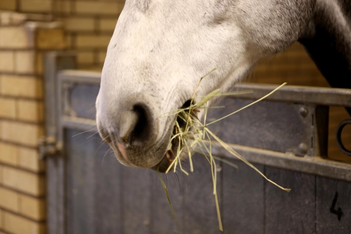 Järn till hästen – experten ger svar