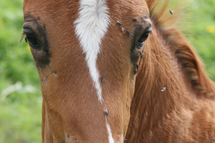 Veterinär varnar för flughuva på föl