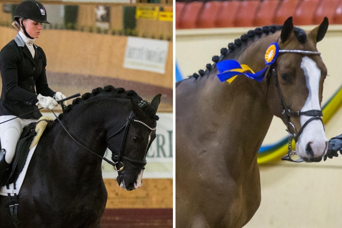 Suarez och Casanova Hästak lockar flest stoägare