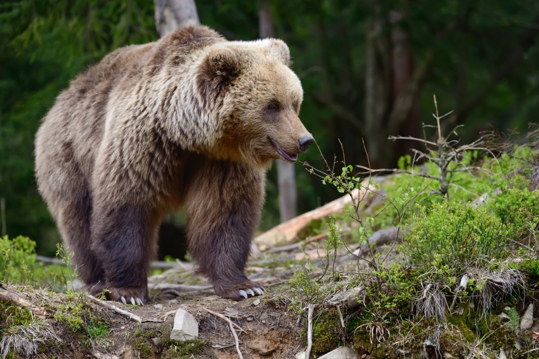 Misstänkt björnattack i hage – föl dött