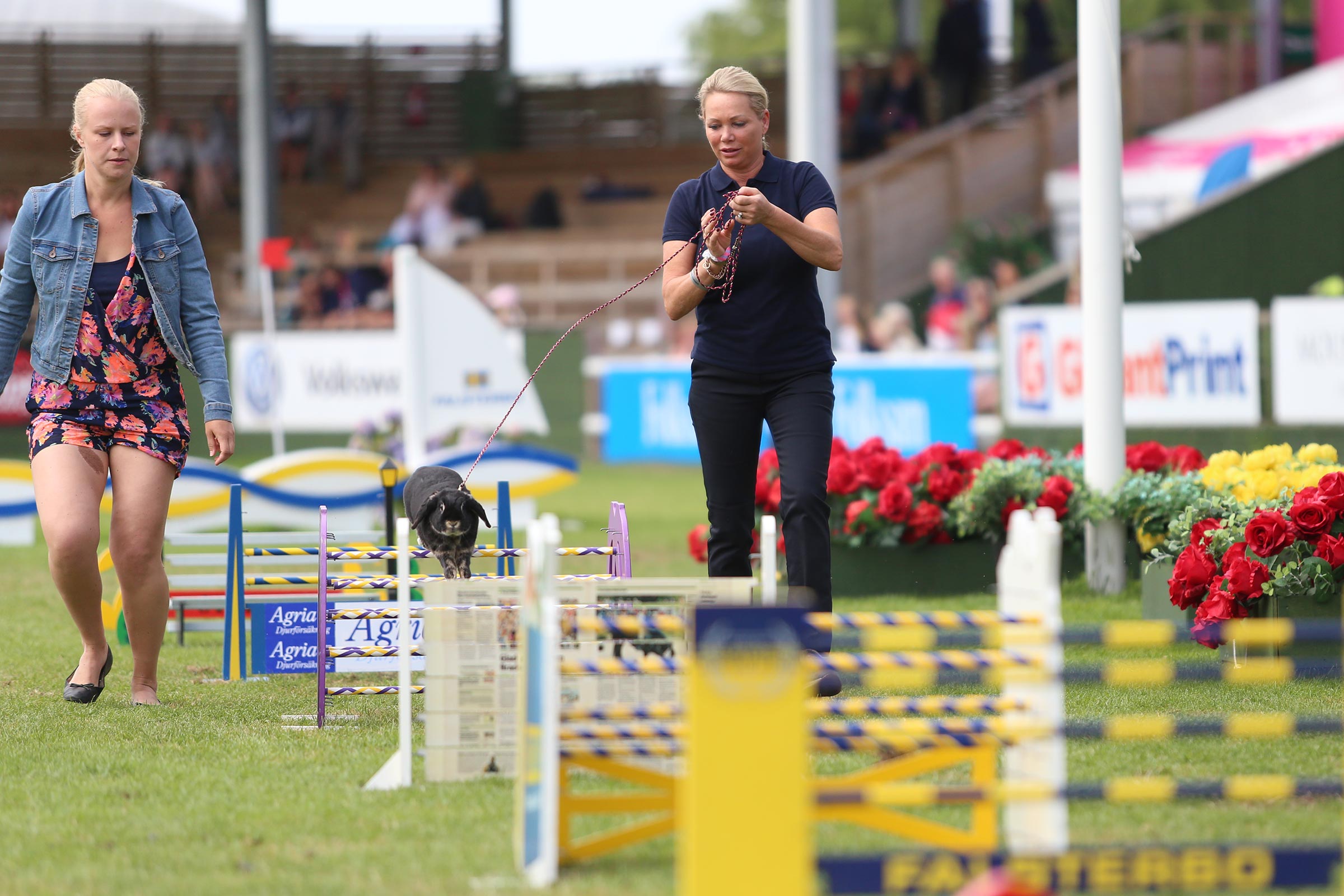 180715_falsterbo_jennyschwielerstaaf_kaninhoppningimg_1097