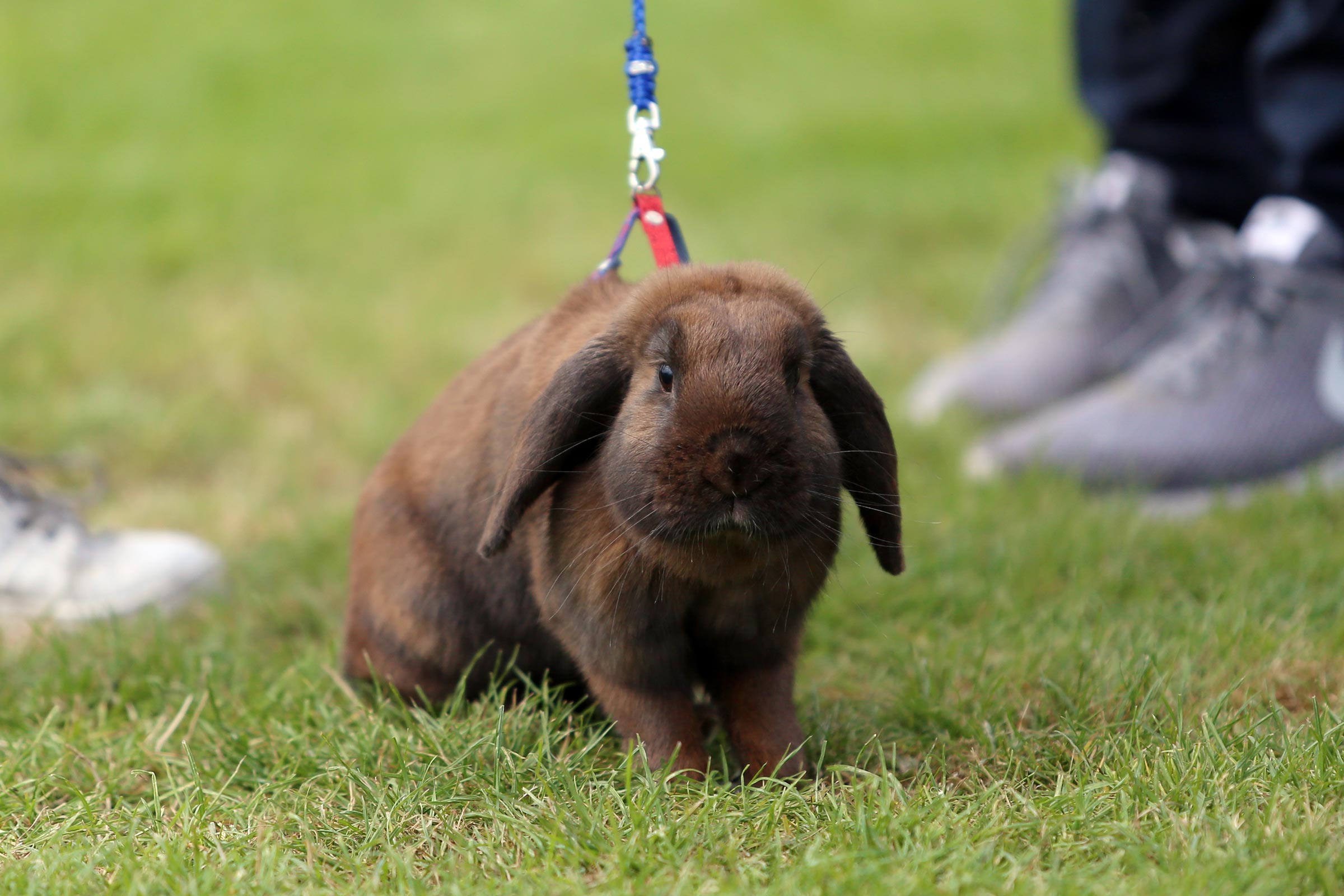 180715_falsterbo_jennyschwielerstaaf_kaninhoppningimg_1124