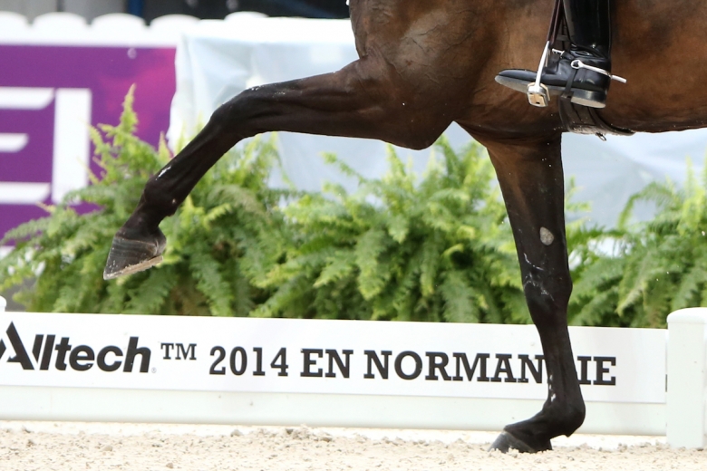 Miljoner till forskning om hästar