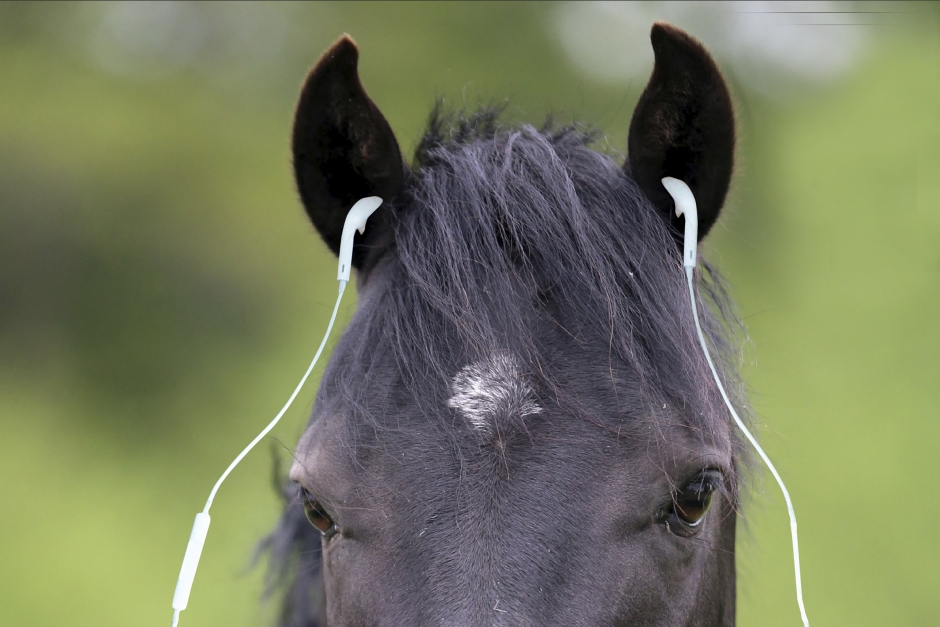 Forskning: Så påverkas hästen av olika musikstilar