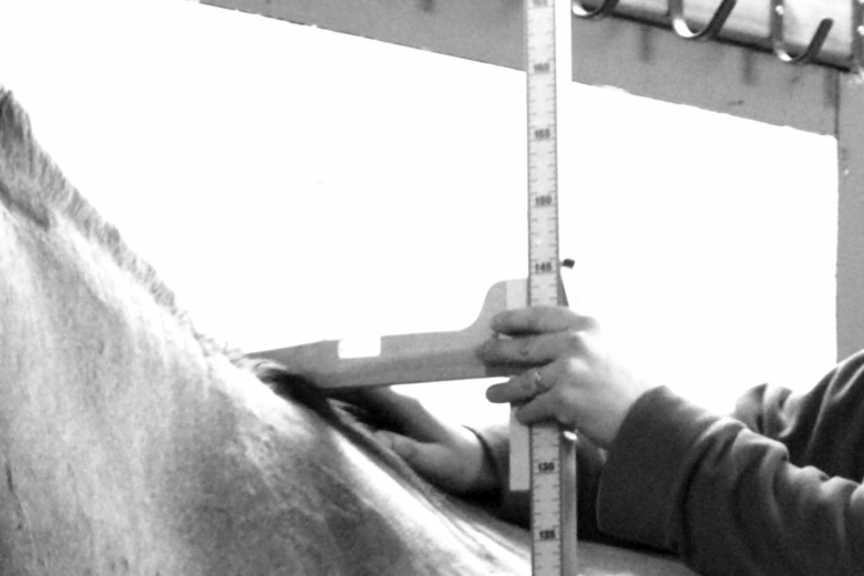 Nej till ny mätning av ponnyer