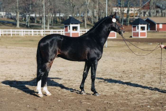 Toppförärvaren Valdo en älskad familjemedlem
