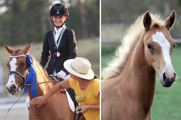 Sto som tävlade ungponny-SM ifrågasattes