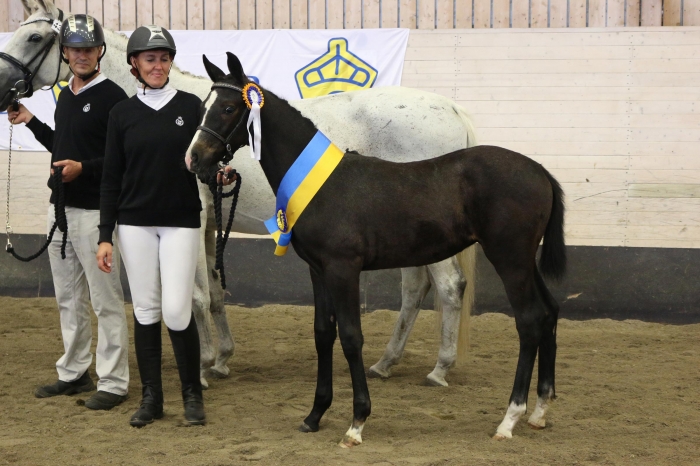 Dragon Welt-dotter högst bedömd i Norrbotten