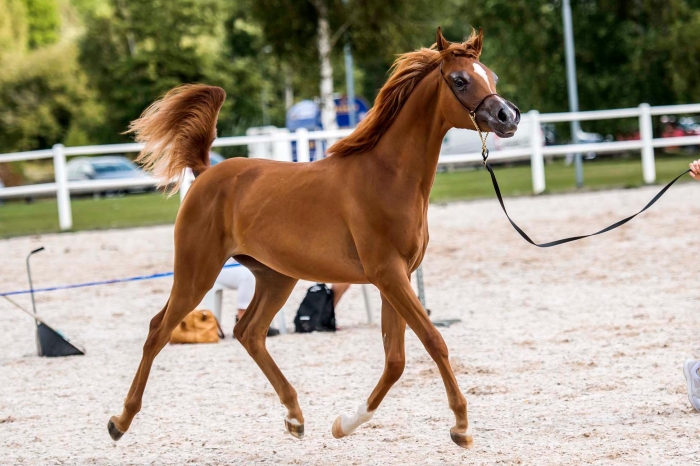 1-åriga JL Beverlie bäst på arabriks