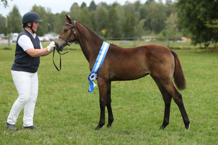 Stoföl i topp hos SWB Ädla Hästen
