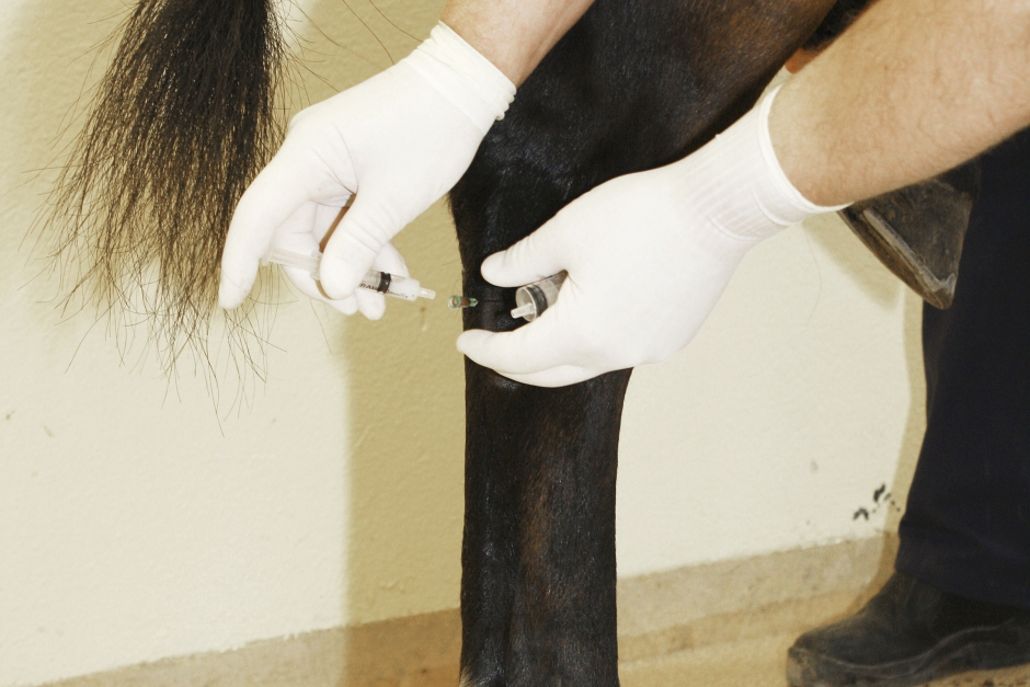 Forskning: Kortison ökar risk för frakturer hos hästar