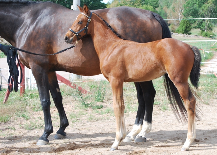 Kalmar först ut med årets fölbedömning
