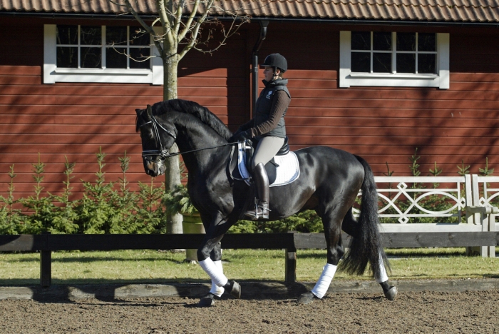 Hingsten Weltman är död