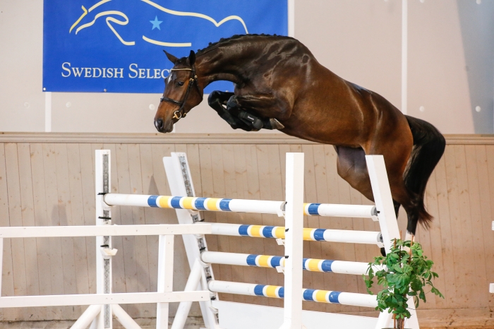 Utvalda: Hästarna selekterade till SSHS-auktionen