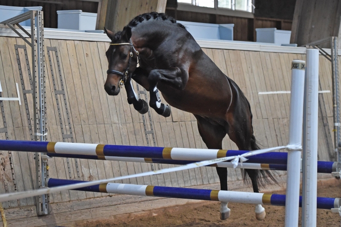 Ängvaktarns Precious bäst i jämnt startfält