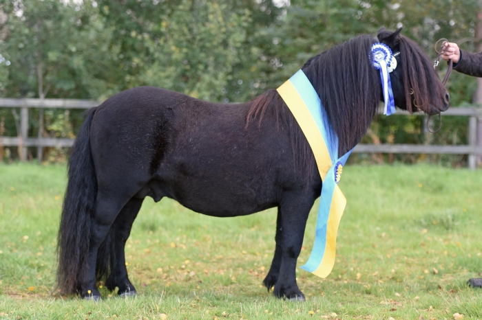 Nightingales Hashtag blev ”Årets Ponny”