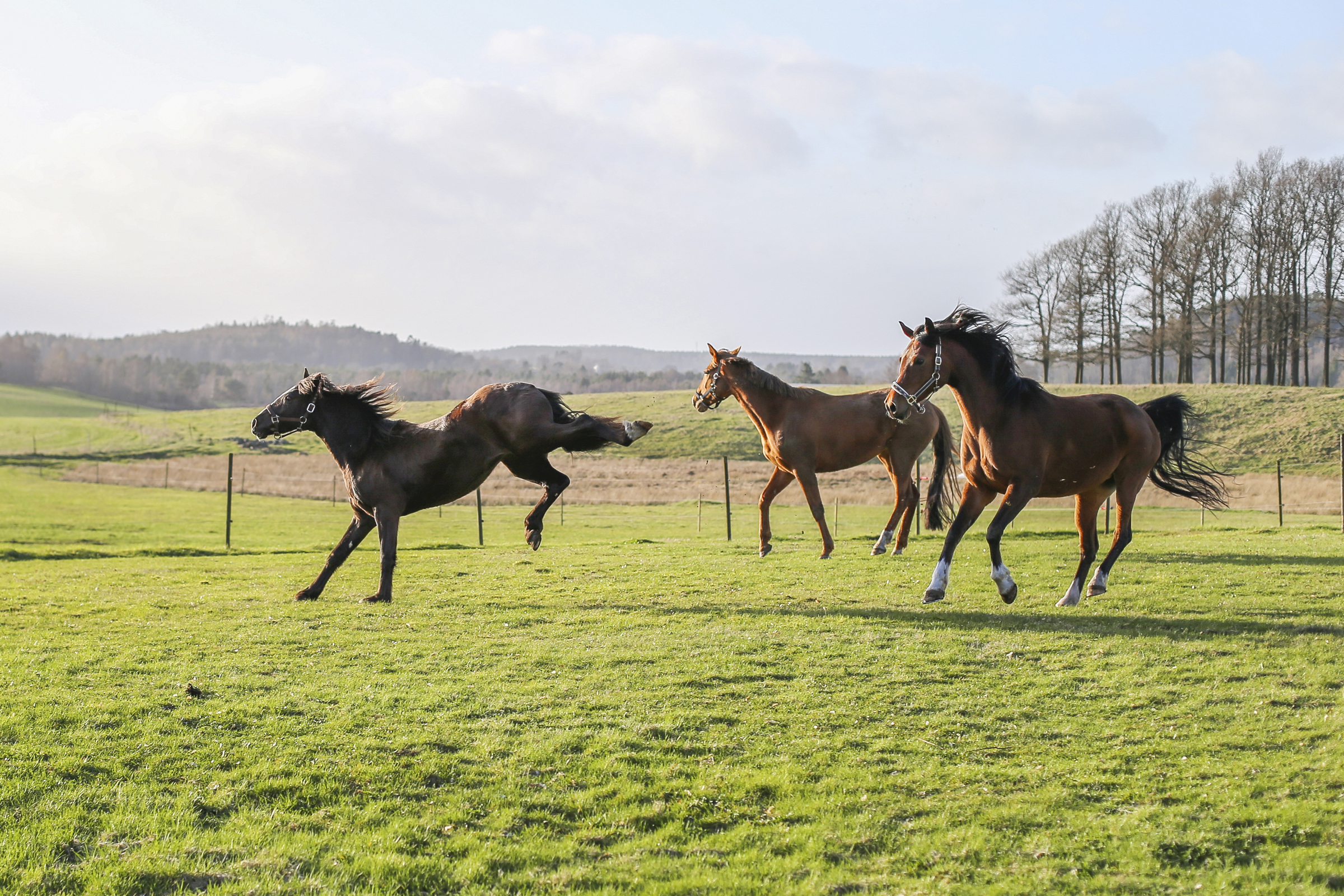 Hästar På Grönbete Fj-5215