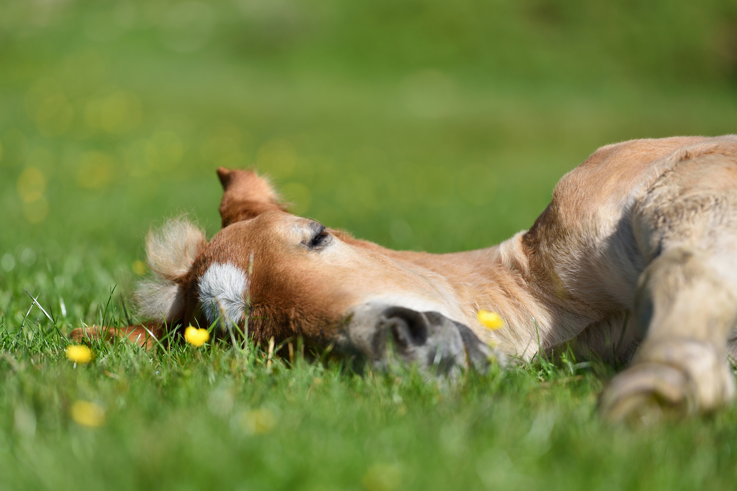 Little Foal Having A Rest In Green Grass With Flowers