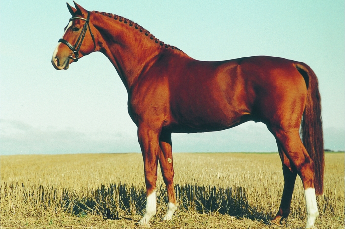 Warsteiner 946 har galopperat vidare