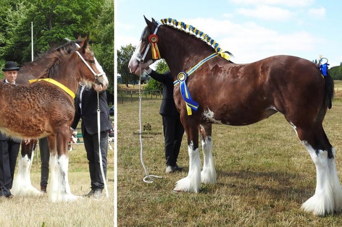 Stall Herkules tog storslam på shireriks