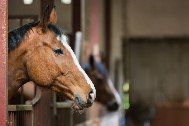 Flera hästar döda efter smitta på danskt stuteri