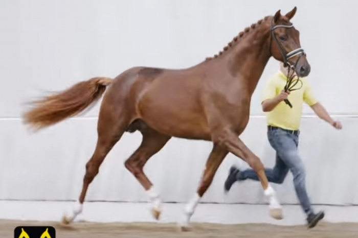 Nya duon köper hingst för rekordpris på över 20 miljoner
