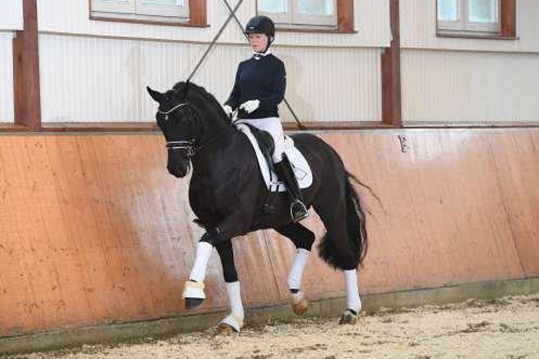 Utmärkelse till Lövsta-hingst