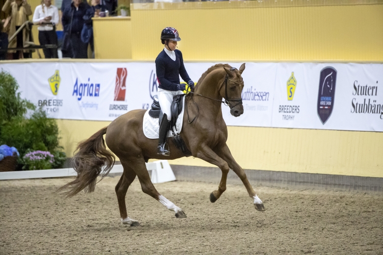 Nya godkännande för svenskägda hingstar