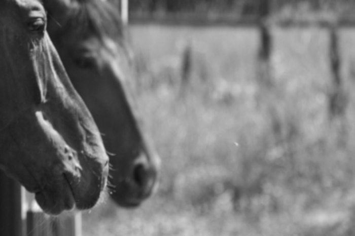 Hästföretag begärt i konkurs efter att hästköp skulle återgå