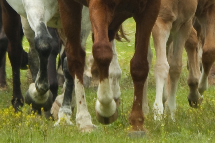 22 ridskolehästar på rymmen i natt