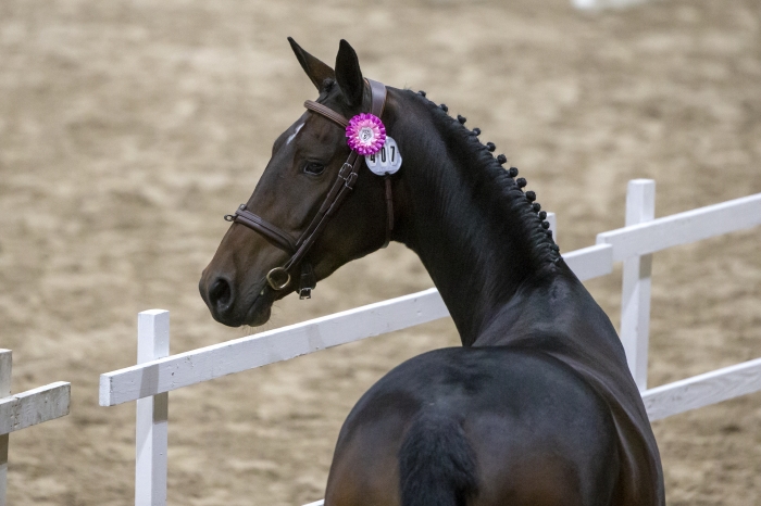 Nilssons första uppfödning Rikssto-vinnare på Breeders