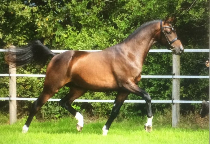 Svenskägd trakehnerhingst godkänd i Tyskland