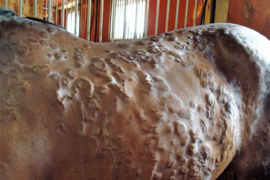 Det finns hopp för allergiska hästar – SLU-experten berättar mer