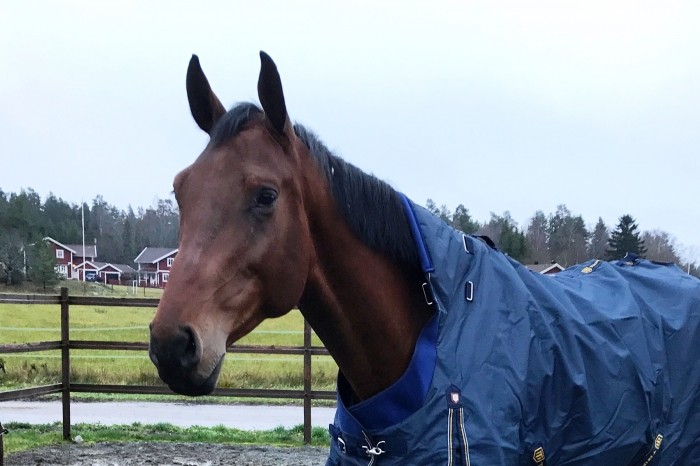 Panik när halsdelen fastnade över huvudet: ”Trodde att det var kört”