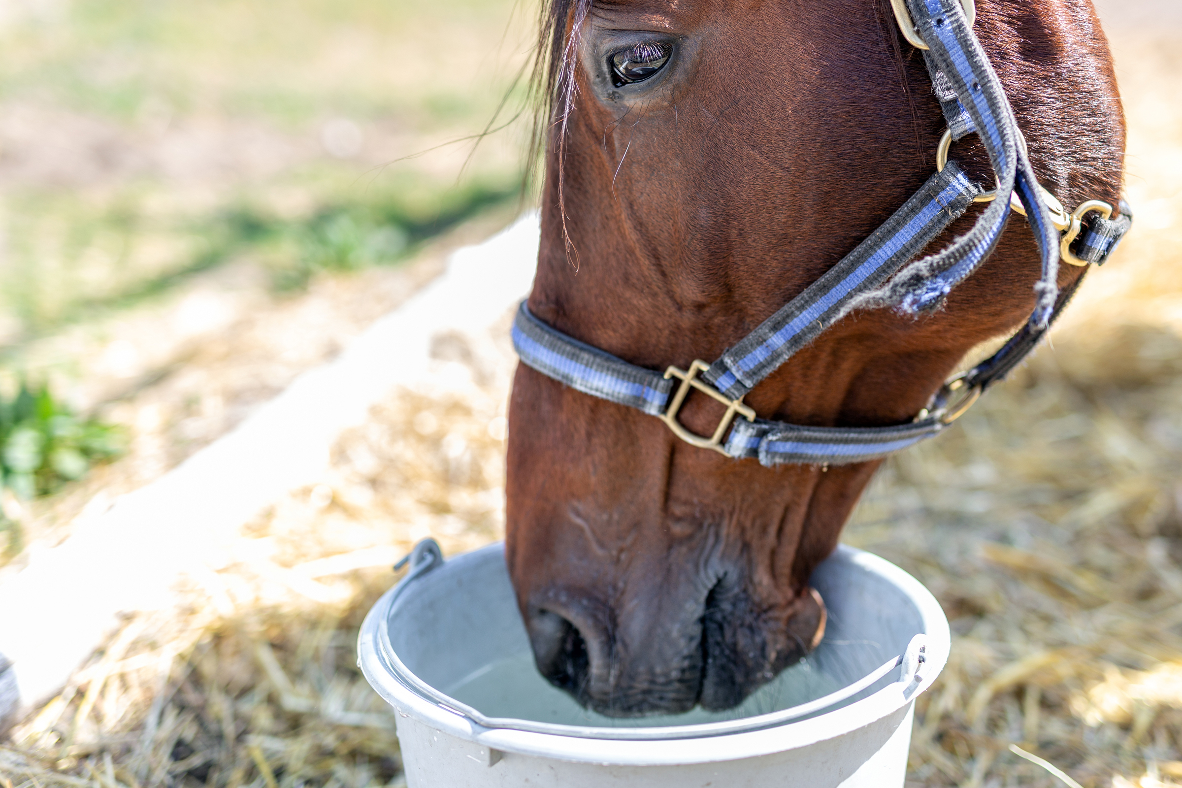 Beautiful Brown Thoroughbred Horse Drinking Water From Bucket. Thirst During Hot Summer Day. Thirsty Animal At Farm