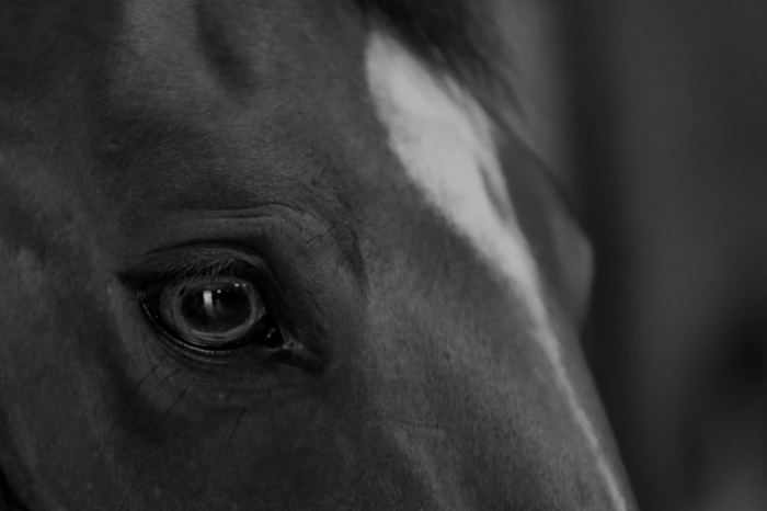 Hästkött blandades fel – staten får betala
