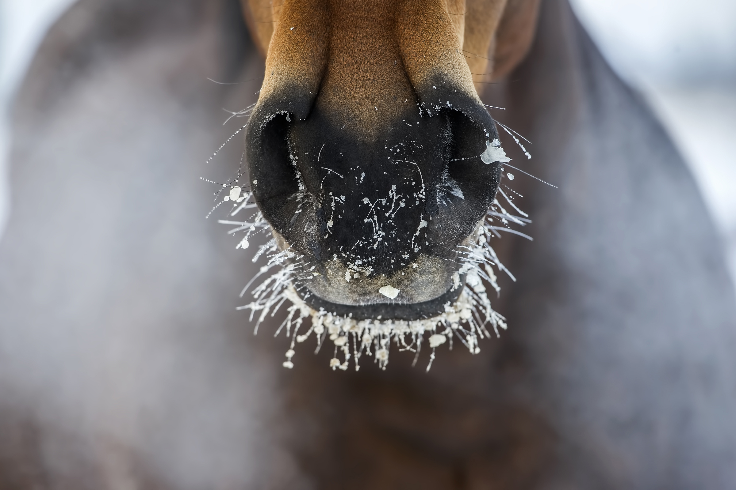 Horse's Nose With The Ice And Steam