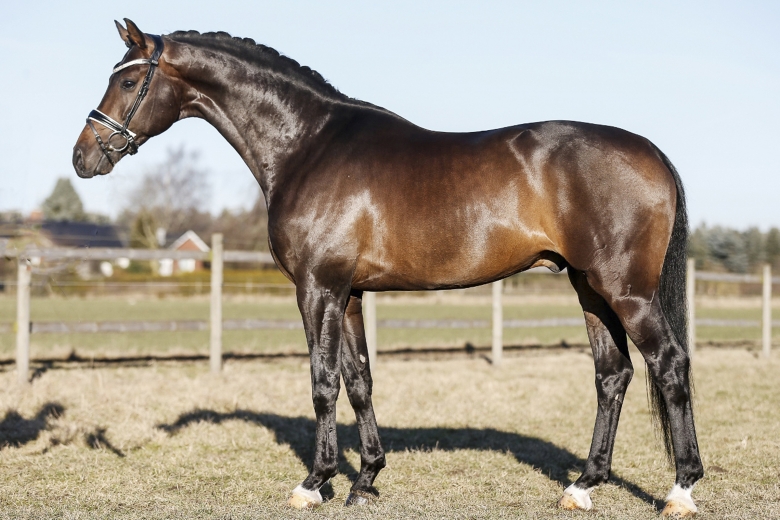 Framsteg för populära avelshingsten sedan olyckan