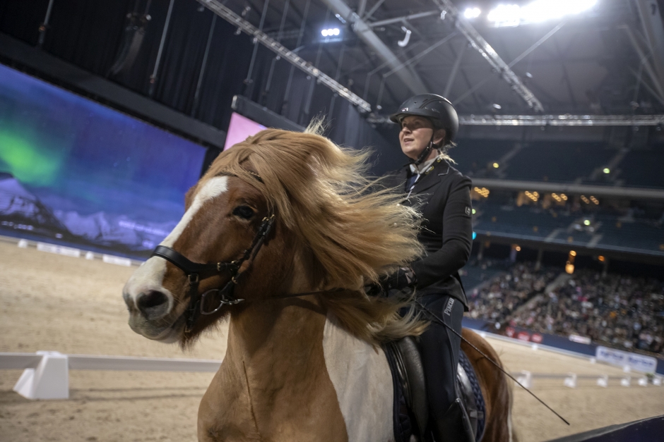 Islandshästarna har blivit en del av svensk idrott