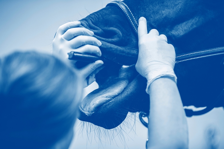 Granskning: Därför skenar kostnaderna för veterinärvård i Sverige