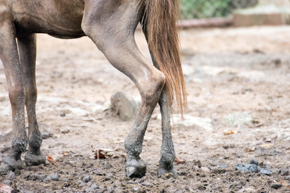 Fick tillbaka utmärglade ponnyer – en fick avlivas