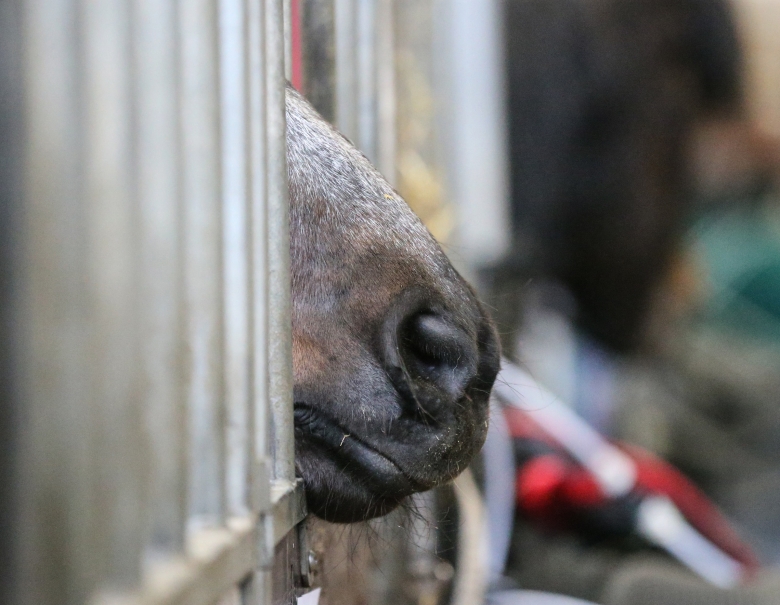 Ingen rätt till hage för hästar i Sverige: ”Hårresande och ryggradslöst”