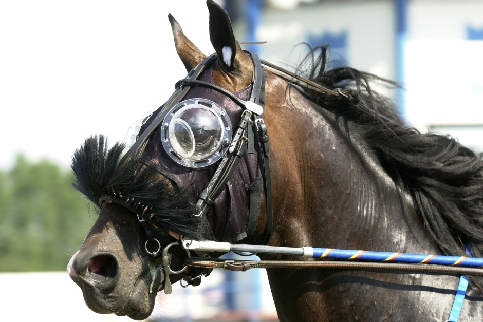 Synfel hos hästar: Veterinären ger svar