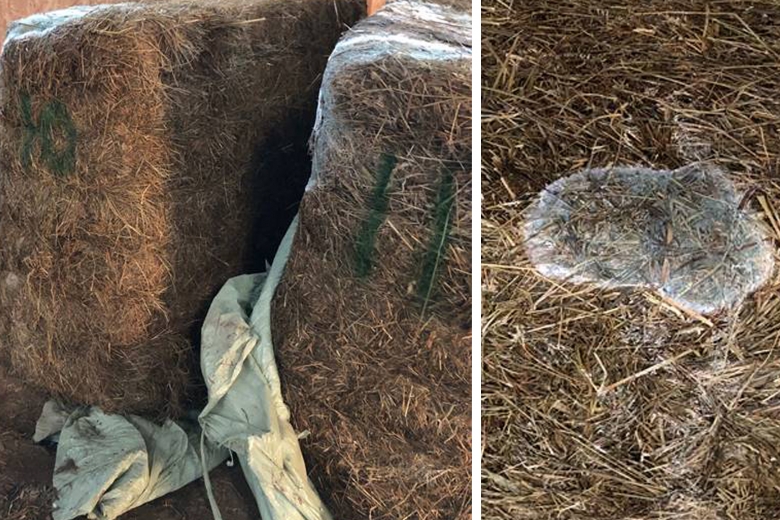 Köpte hösilage för nära 75 000 kronor från Holland – alla balar var mögliga