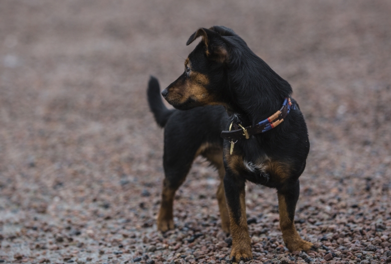 Irma Karlssons Hund DaisyFoto: Lotta Brundin Gyllensten/ Lottapictures