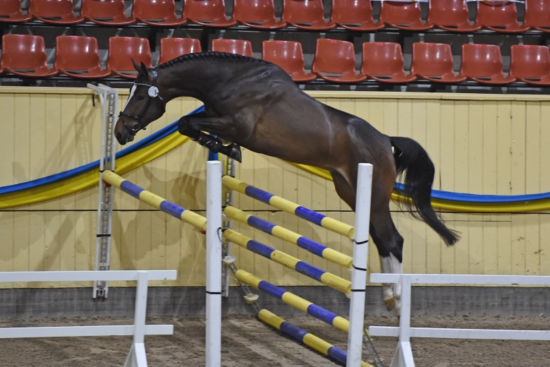 Bildfest: Kolla in hingstarnas hoppning